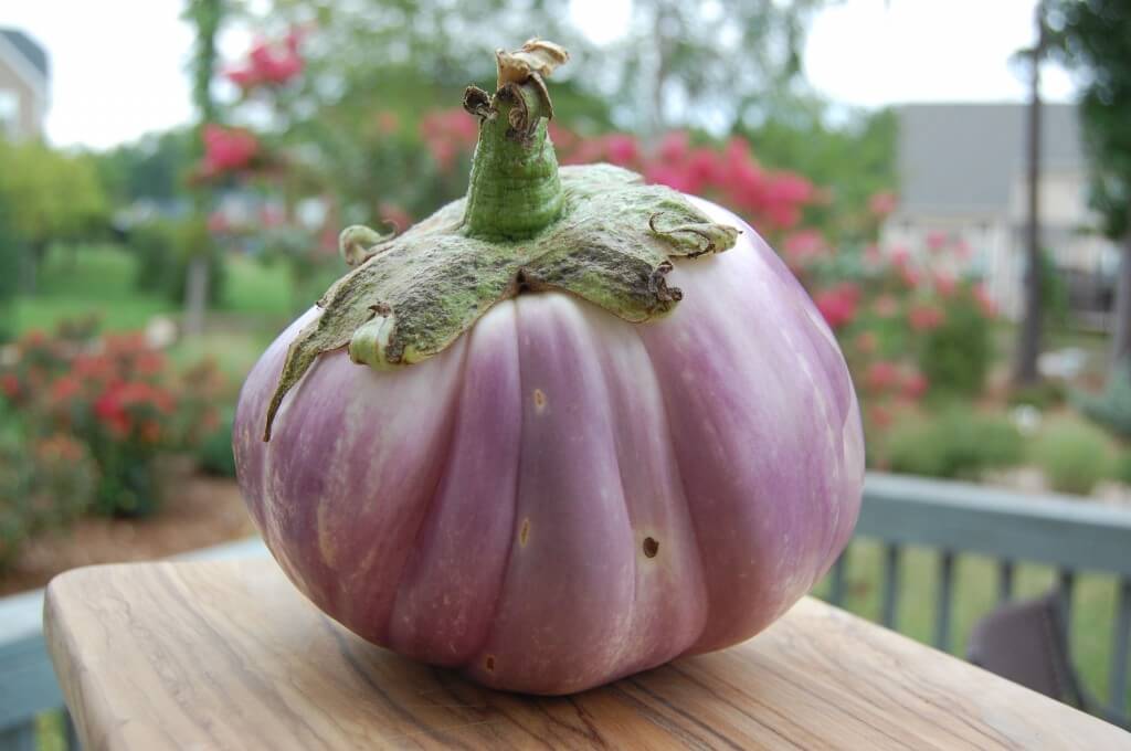 Large eggplant received from a CSA box from Poplar Ridge Farm. 