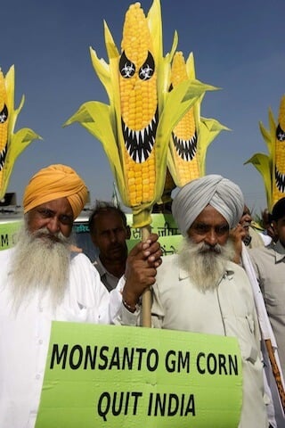 Indian farmers protest GMO corn