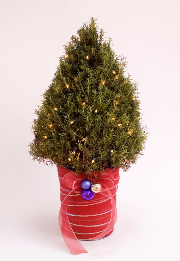 A small decorative pot of rosemary to look like a christmas tree with tiny lights around it. 