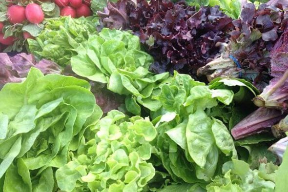 Bugs in My Organic Food? On 100 Days of #RealFood