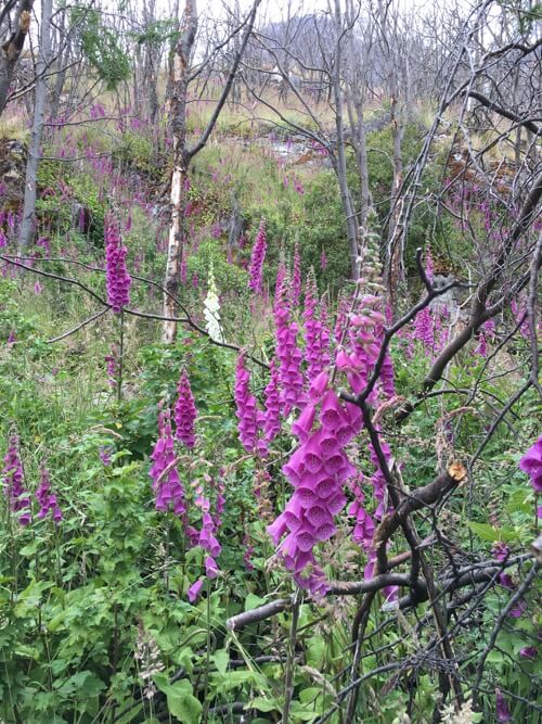Flowers on W Trek on 100 Days of Real Food
