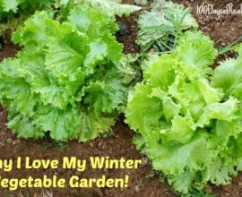 Why I love my winter vegetable garden on 100 Days of Real Food