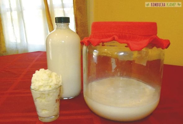 Kombucha + Kraut are Real Food! on 100 Days of Real Food