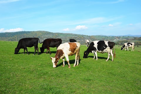 Greenwashing: Don't Be Fooled on 100 Days of Real Food