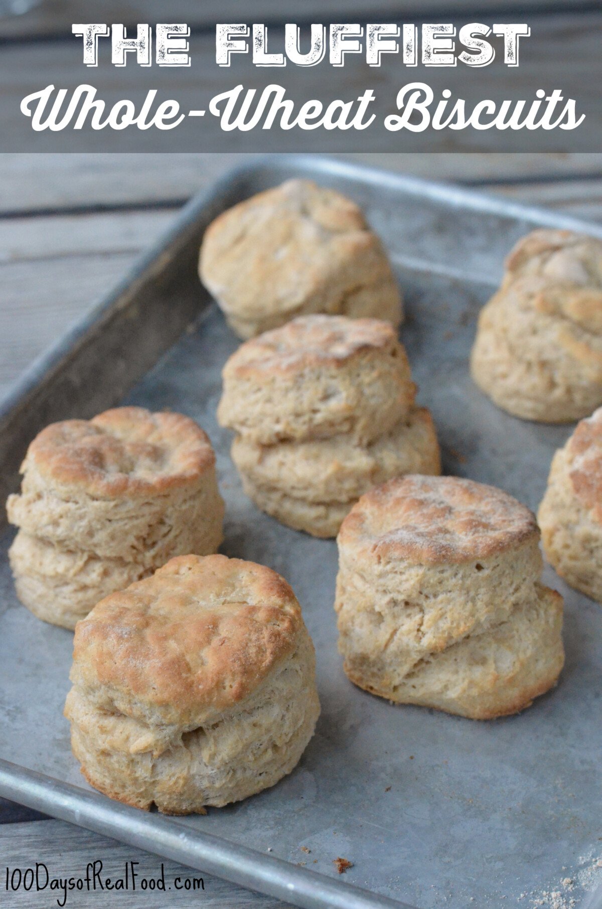 Fluffiest Whole-Wheat Biscuits on sheet pan