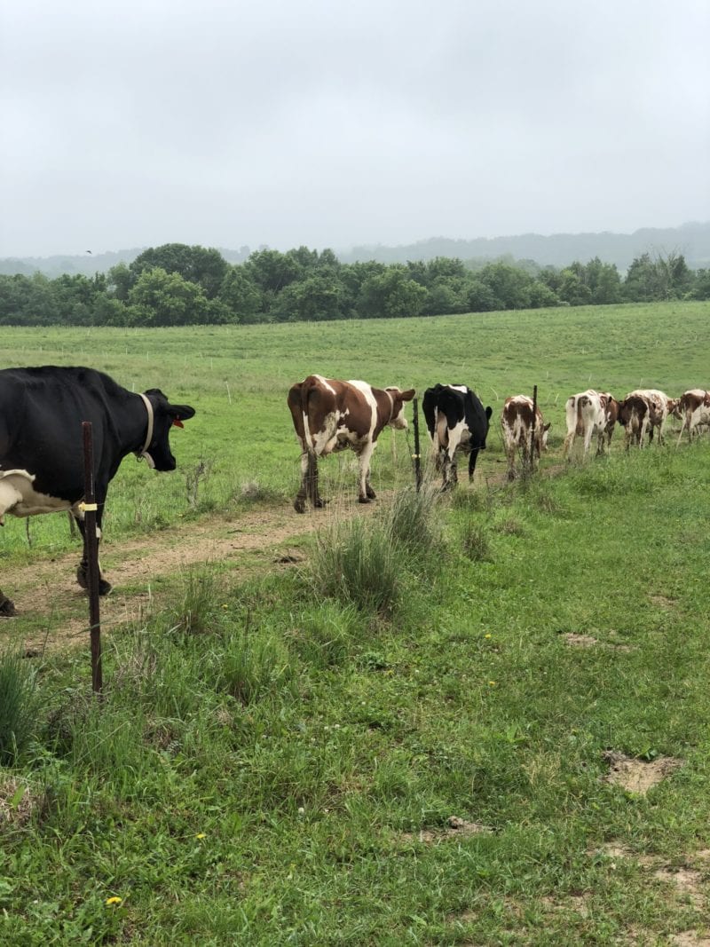 dairy cows walking down a path