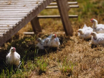 SVO Farmer Focus Farm Chickens