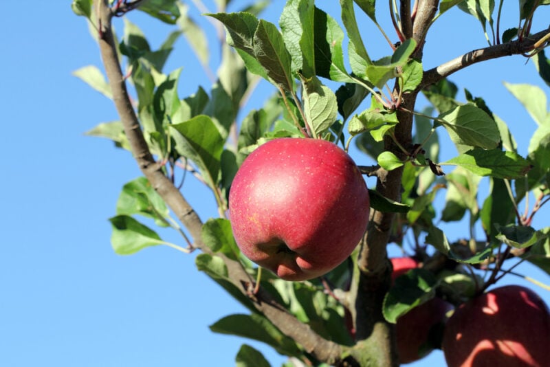 Melrose fruit.