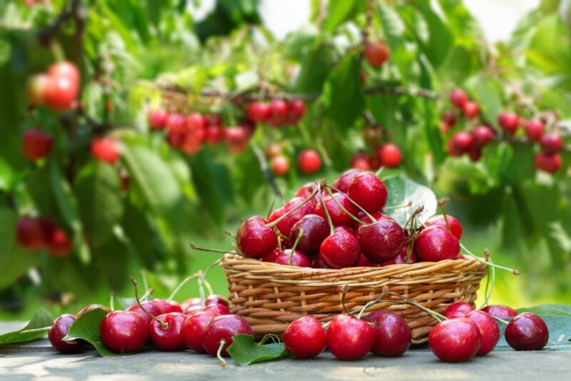Basket of cherries.